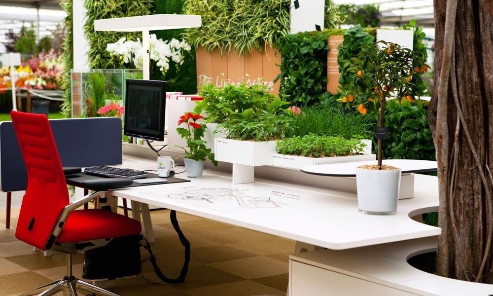 Foliage Indoor Plant Hire