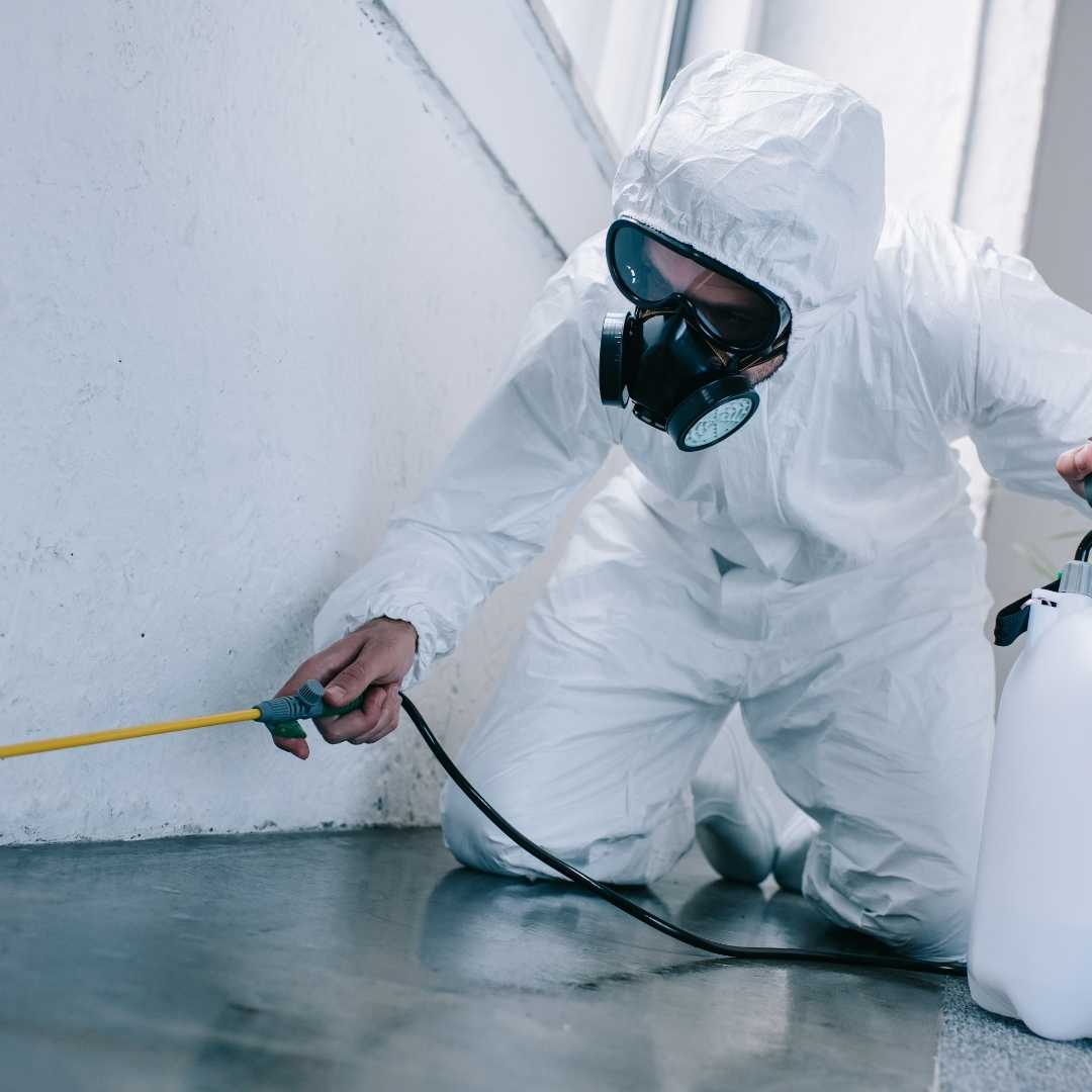Bugs Or US Pest Control