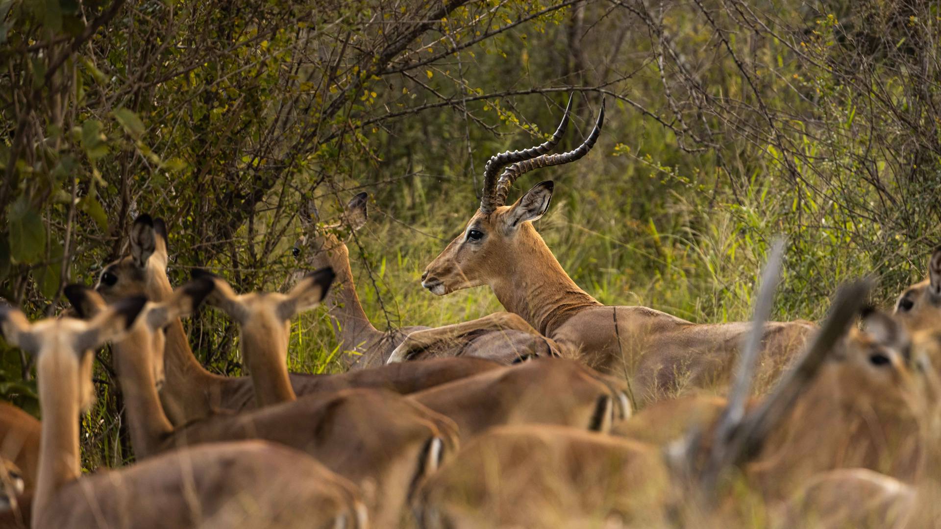 KIWOITO AFRICA SAFARIS