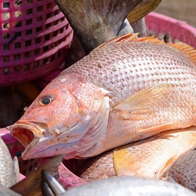 Tightlines Saltwater Fishing Charters, LLC