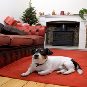 Shaggy’s Dog Wash &amp; Grooming