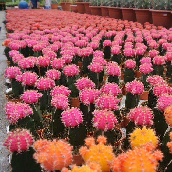 Michigan West Shore Nursery