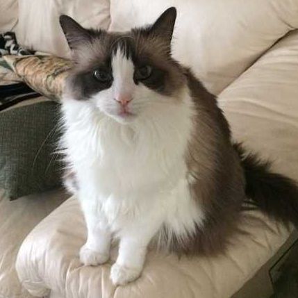 Debbie’s Pet and House Sitting