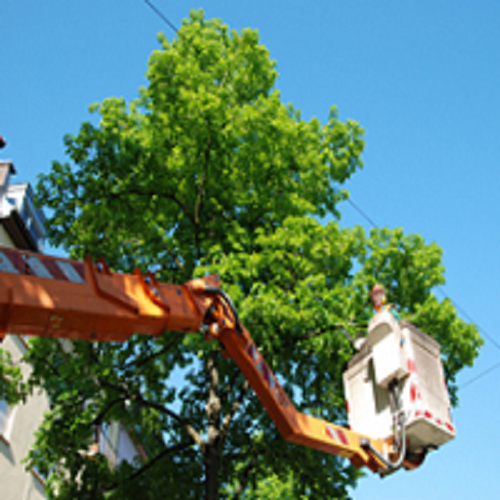 Brothers Cisco Tree Service