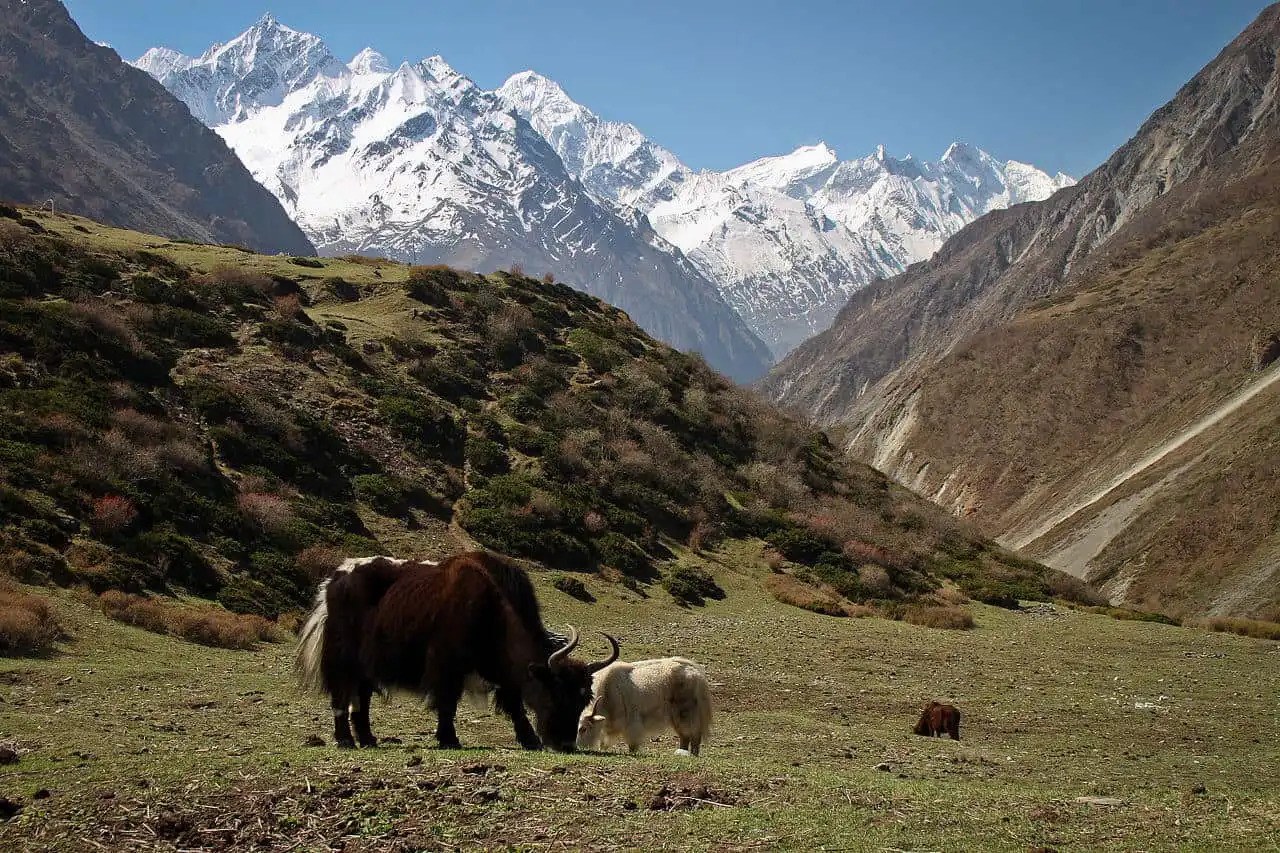 Tsum Valley Trek: Explore Nepal’s Hidden Himalayan Paradise logo